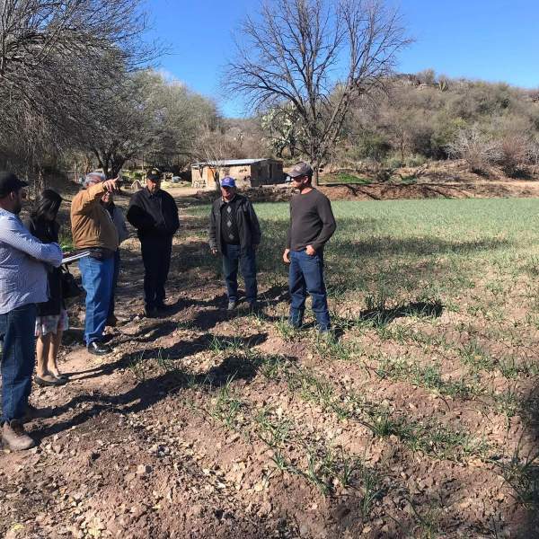 El Gobierno de Sonora desarrolla proyectos productivos de ajo en el Río de Sonora